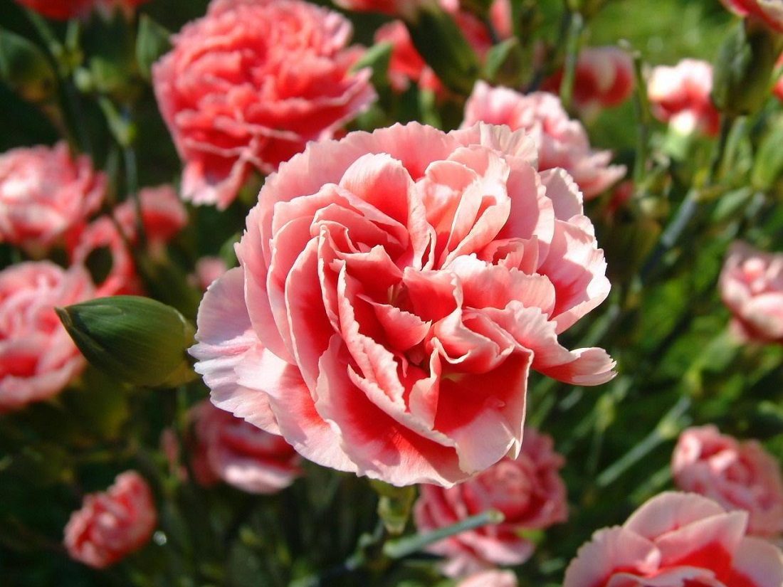 Clavel rosa